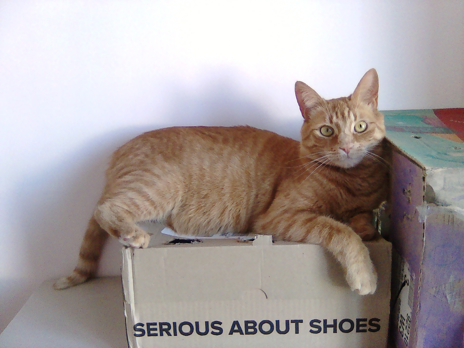 orange cat